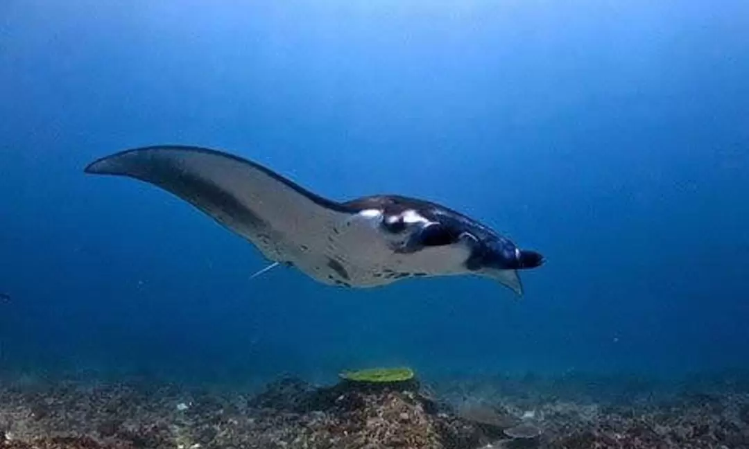 峇里島圖蘭奔＆八丹拜＆艾湄灣＆珀尼達島浮潛體驗（Bali Diving 提供）