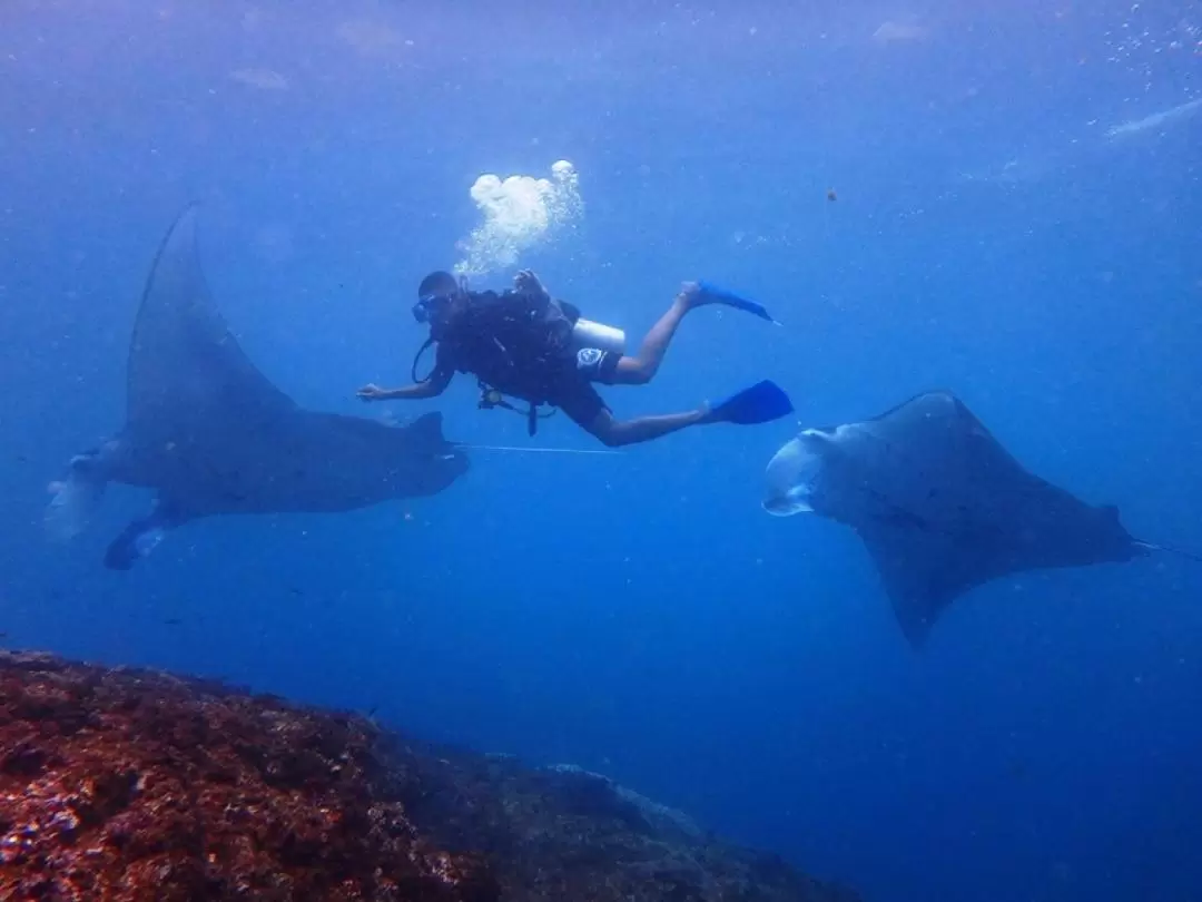 Scuba Diving Experience at Nusa Lembongan and Nusa Penida for Certified Diver