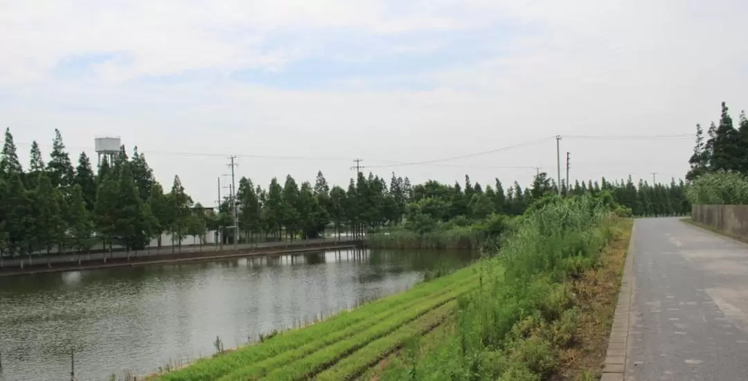 Chongming Island Whole Day Cycling Tour from Shanghai