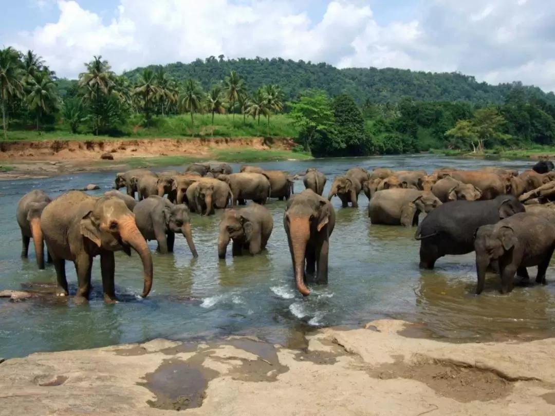 Pinnawala平納瓦拉大象孤兒院一日導覽（康提出發 ）