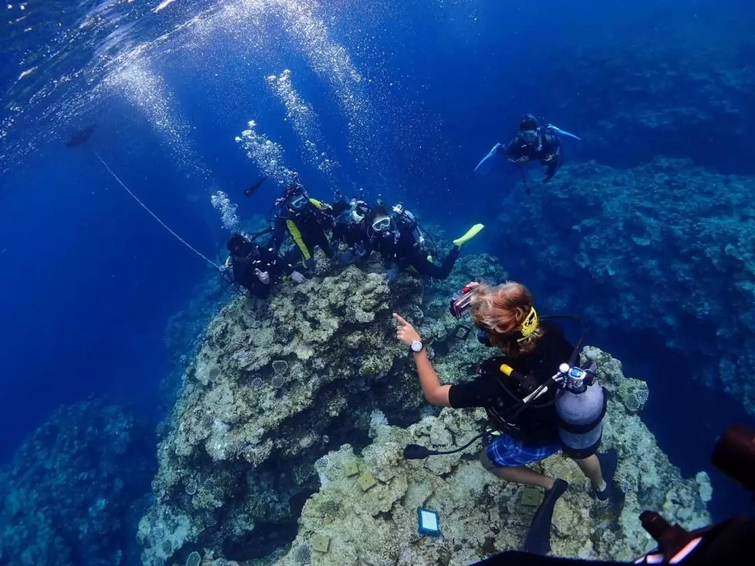Snorkeling, Diving, & Fun Diving Experience in Kerama Islands