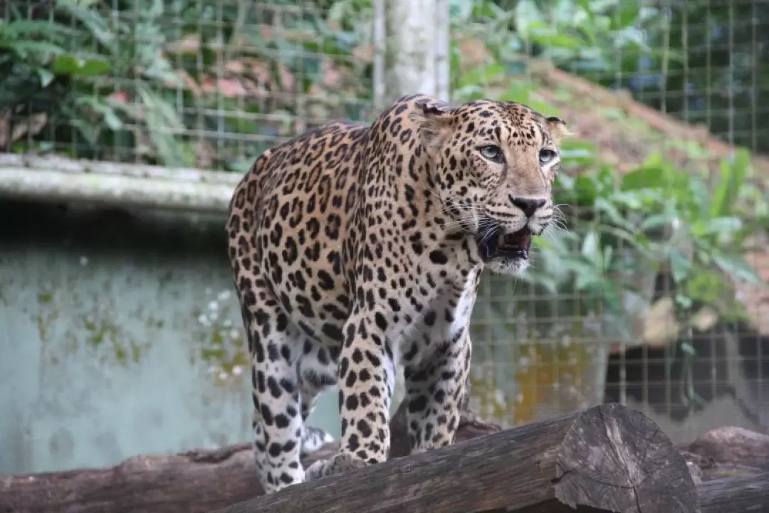 馬來西亞馬六甲動物園門票