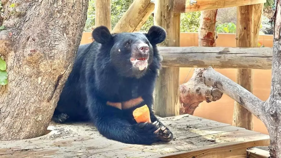 寿山動物園 入園チケット（高雄）