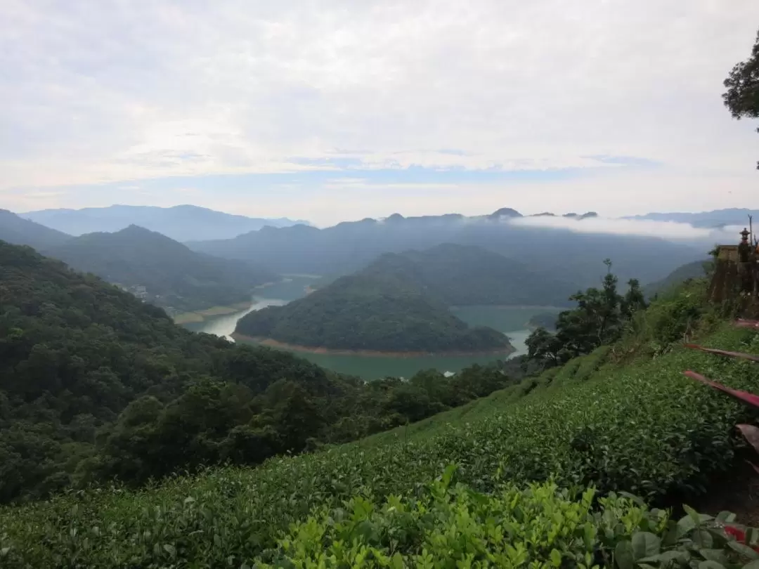 台北茶文化一日遊｜在地茶園茶席體驗・貓空纜車