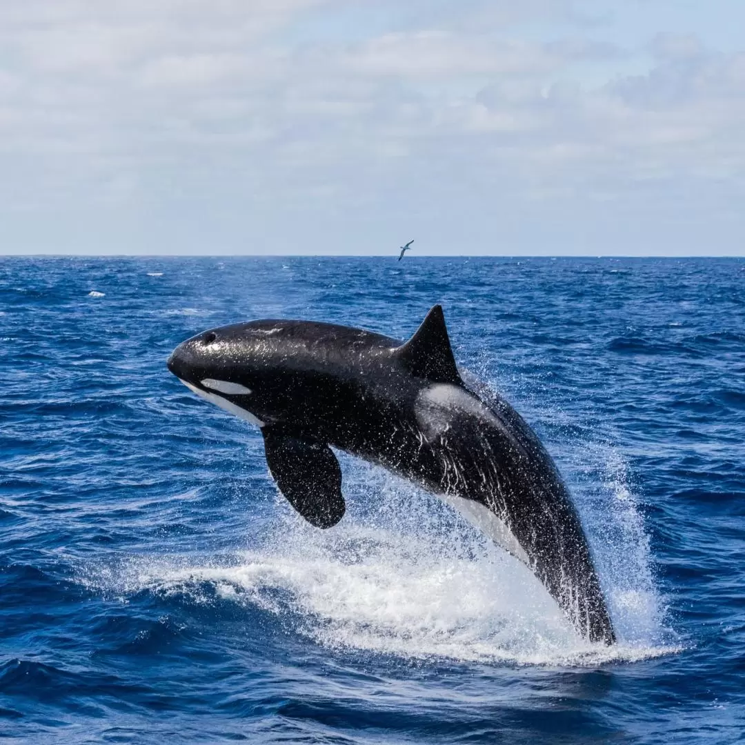 Bremer Canyon Killer Whale Expedition