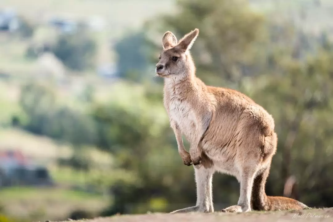 Bonorong Wildlife Sanctuary Ticket in Brighton