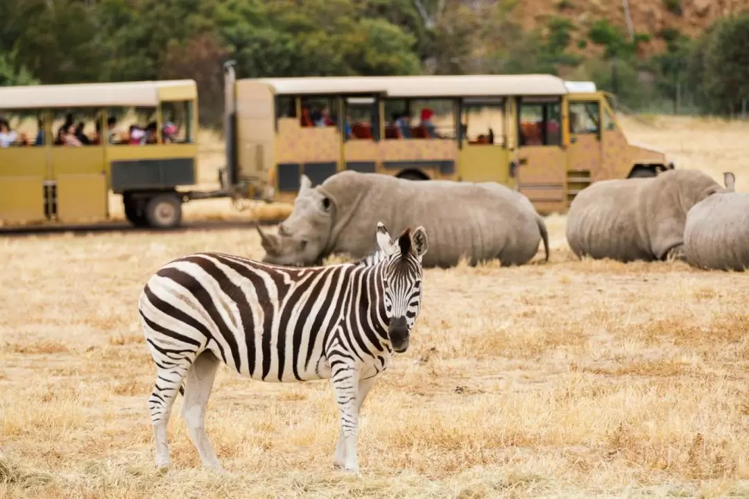 華勒比開放式野生動物園門票