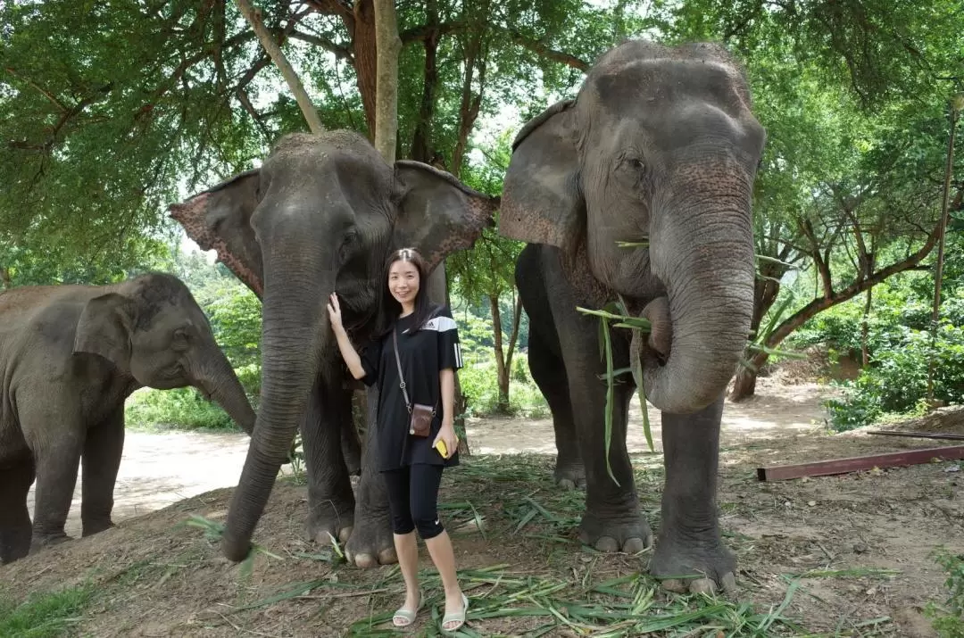 Kanchanaburi Elephant World Private Transfer From Bangkok			