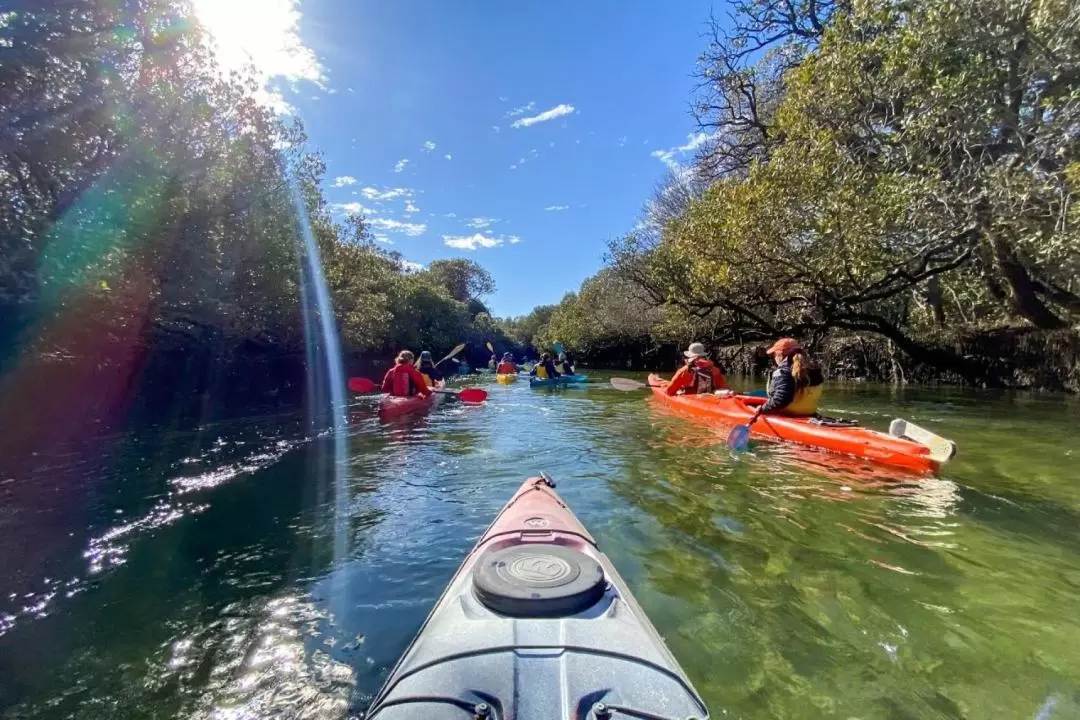 Dolphin Sanctuary Mangroves Tour