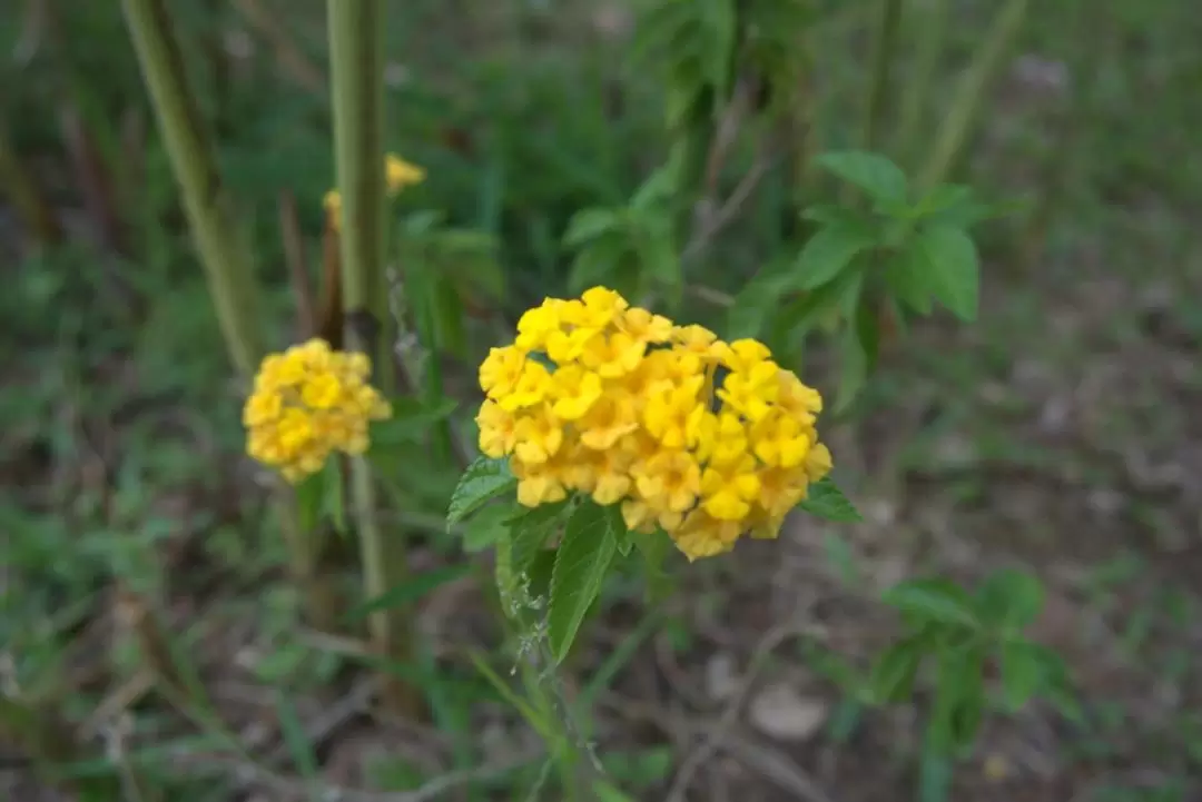 The Riverside Garden Walking Tour in Desaru 