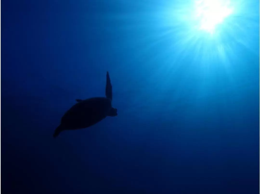 Trial Diving Experience in Yakushima