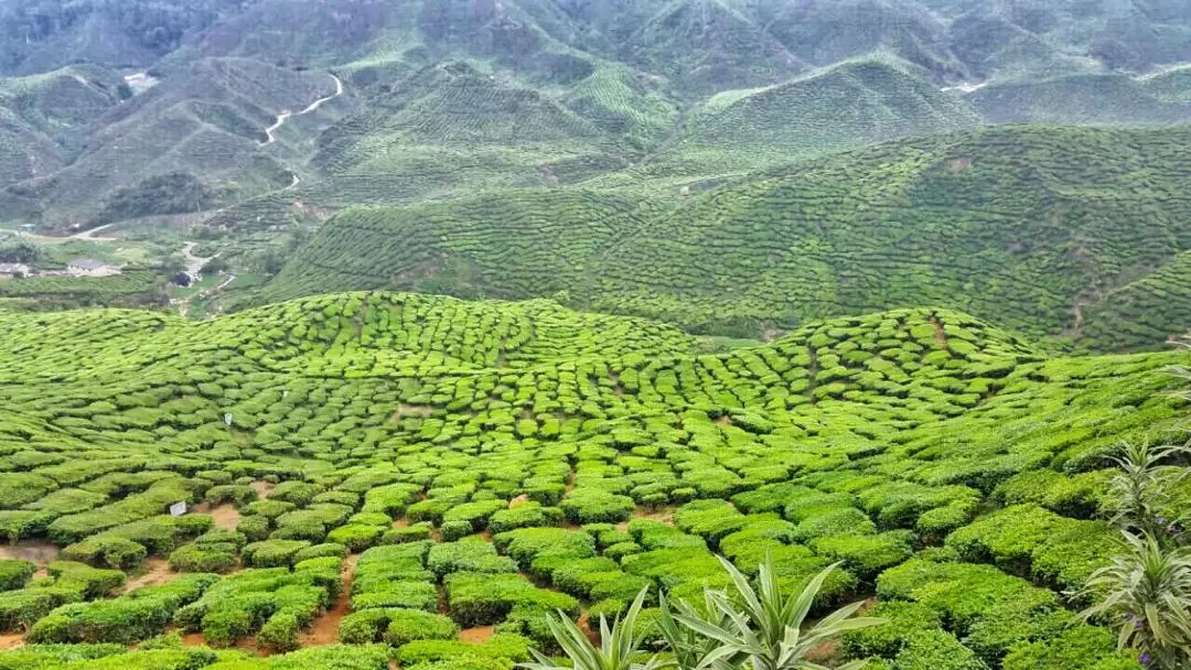 Cameron Highlands Day Tour