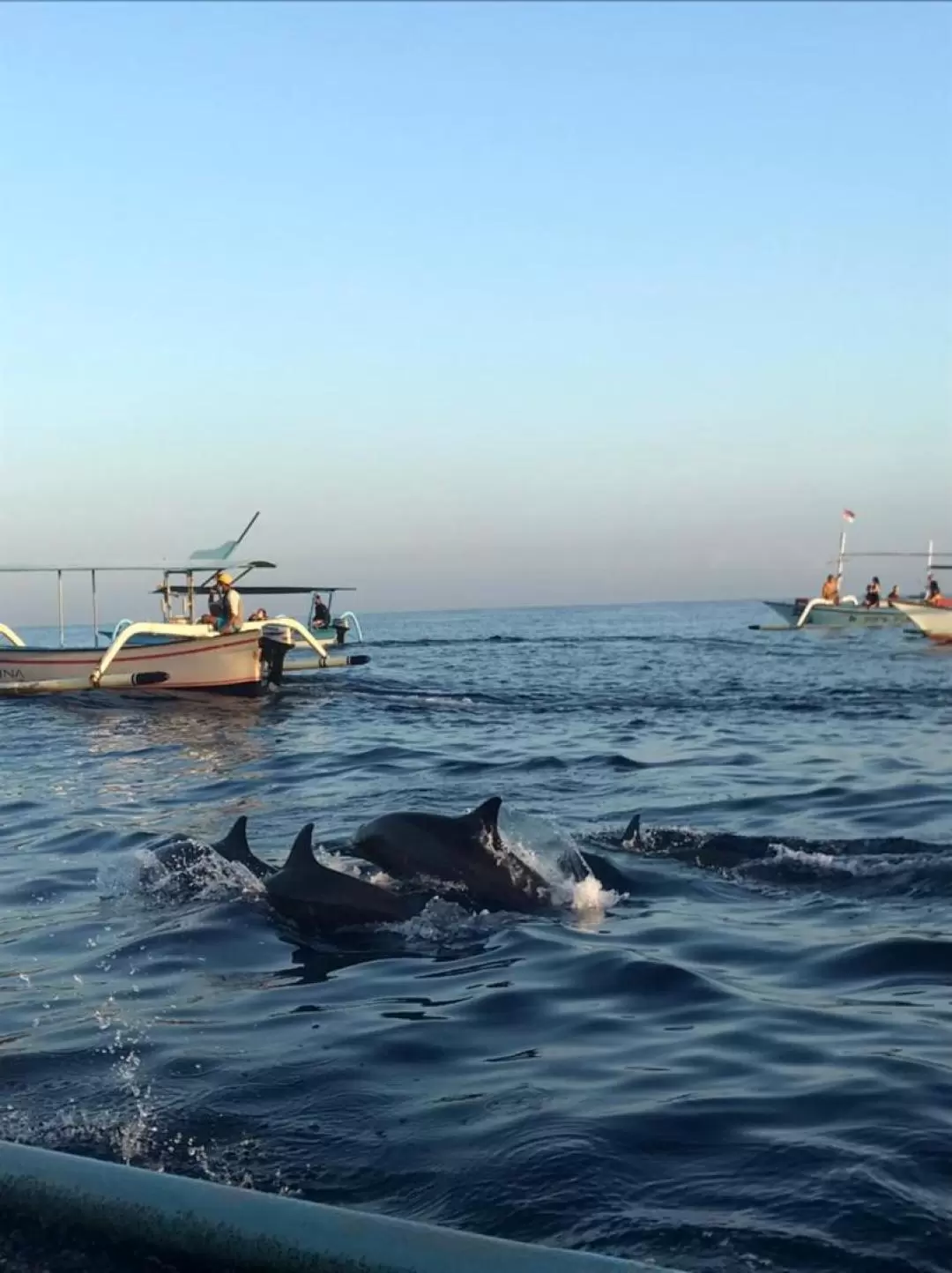 巴厘島羅維納海灘海豚觀賞 & 浮潛之旅