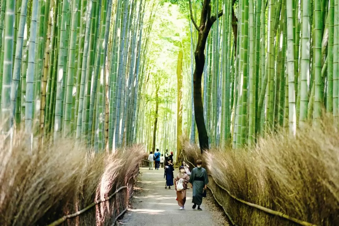 嵐山竹林 & 猴子公園 & 秘境徒步之旅