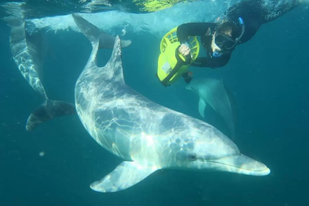 Swim with Wild Dolphins Experience in Rockingham