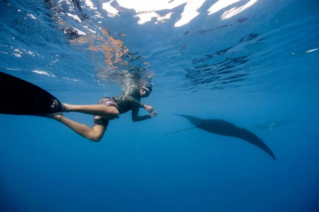 Manta Ray Experience in Fiji 