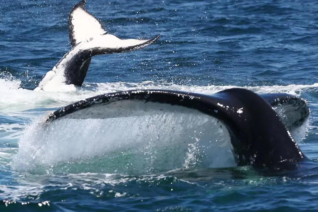 3-Hour Whale and Dolphin Watching Cruise in Port Stephens