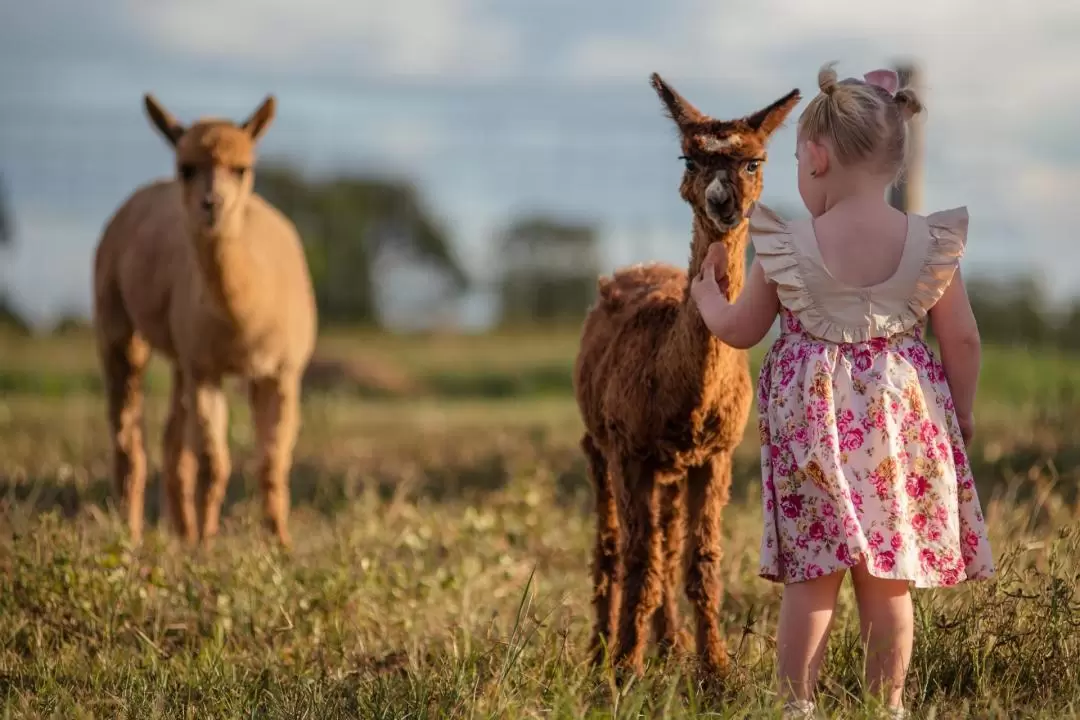 Splitters Farm Guided Tour in Bundaberg