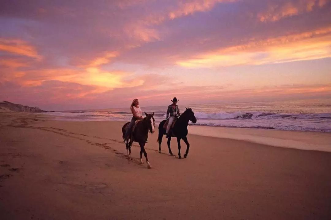 Horseback Riding Experience in Djerba Lagoon