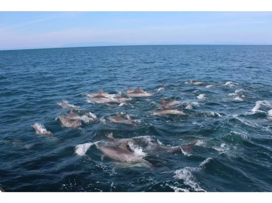 Dolphin Watching Tour in Kumamoto