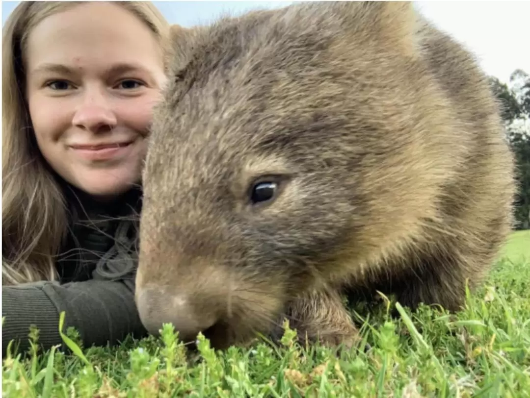 All-Inclusive Wombats, Kangaroos, and Waterfalls Tour