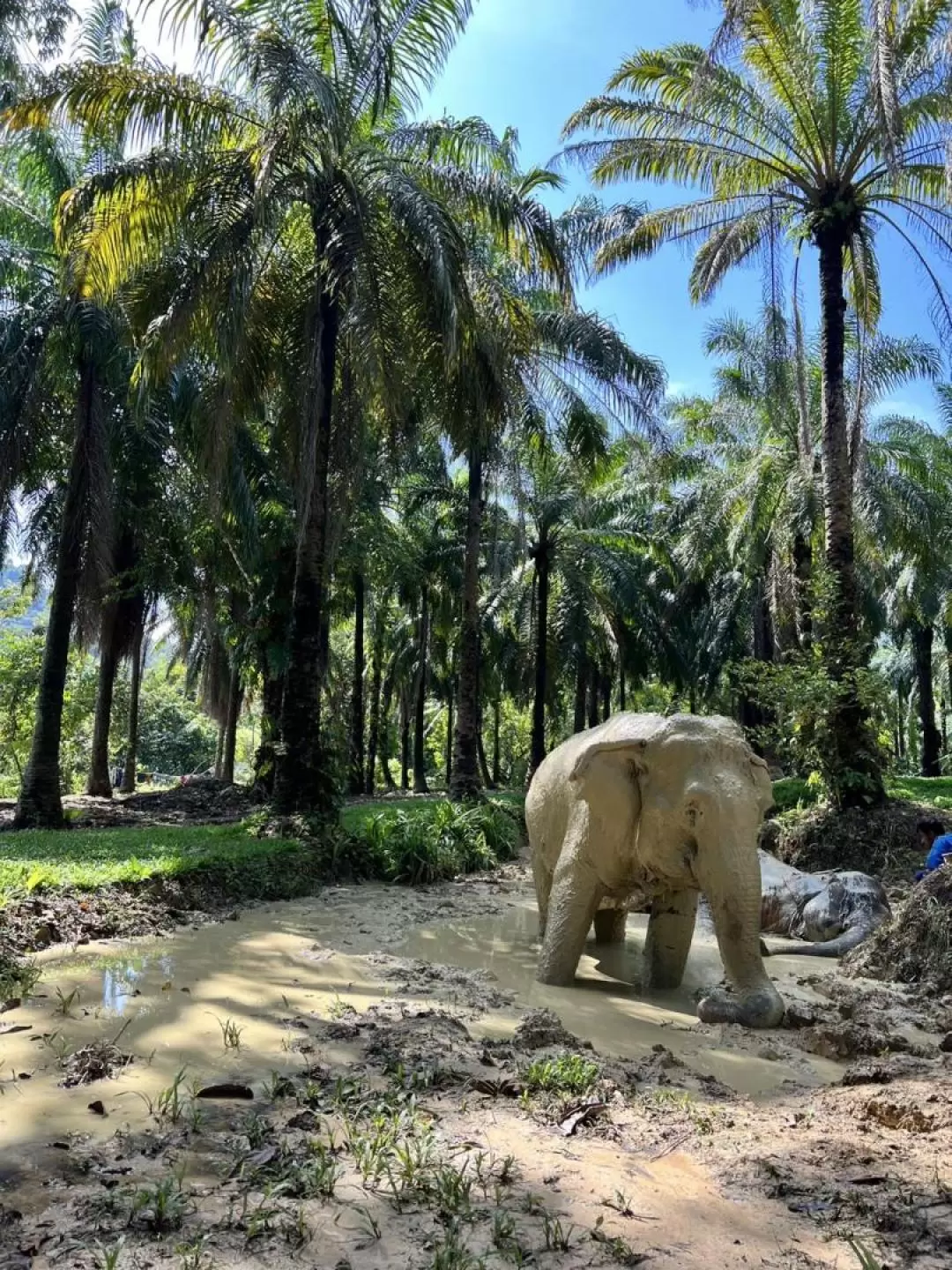 The Elephant Sanctuary Krabi Experience with Transfer