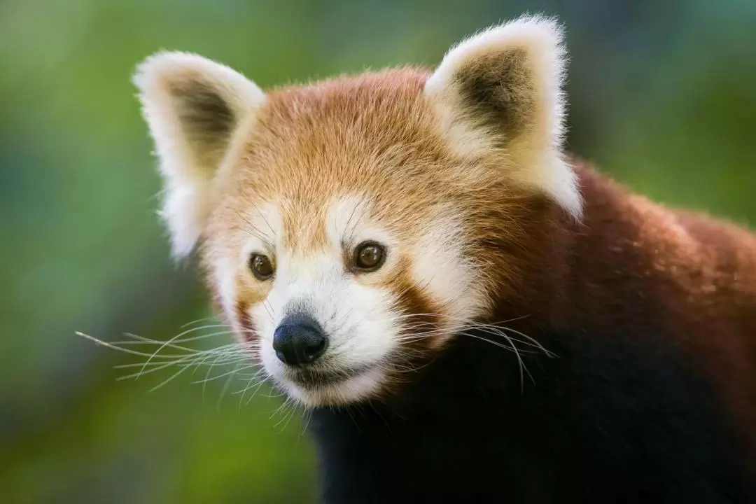 モゴワイルドライフパーク 入園チケット