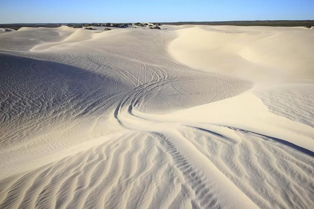 Pinnacle Desert Explorer with Lancelin Sandboarding in Perth