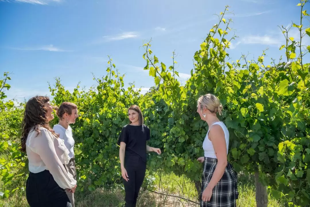 Explore, Wine & Dine in McLaren Vale