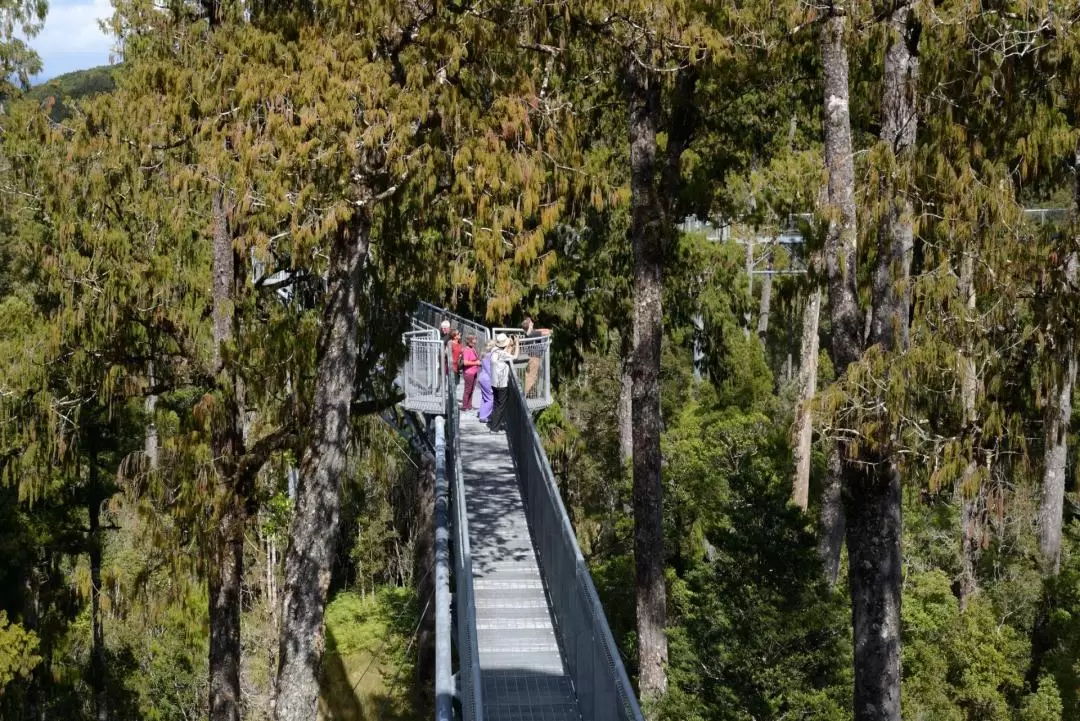 西海岸樹冠步道體驗