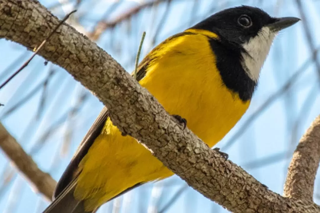 マルチー川沿い エコクルーズ体験（サンシャインコースト）