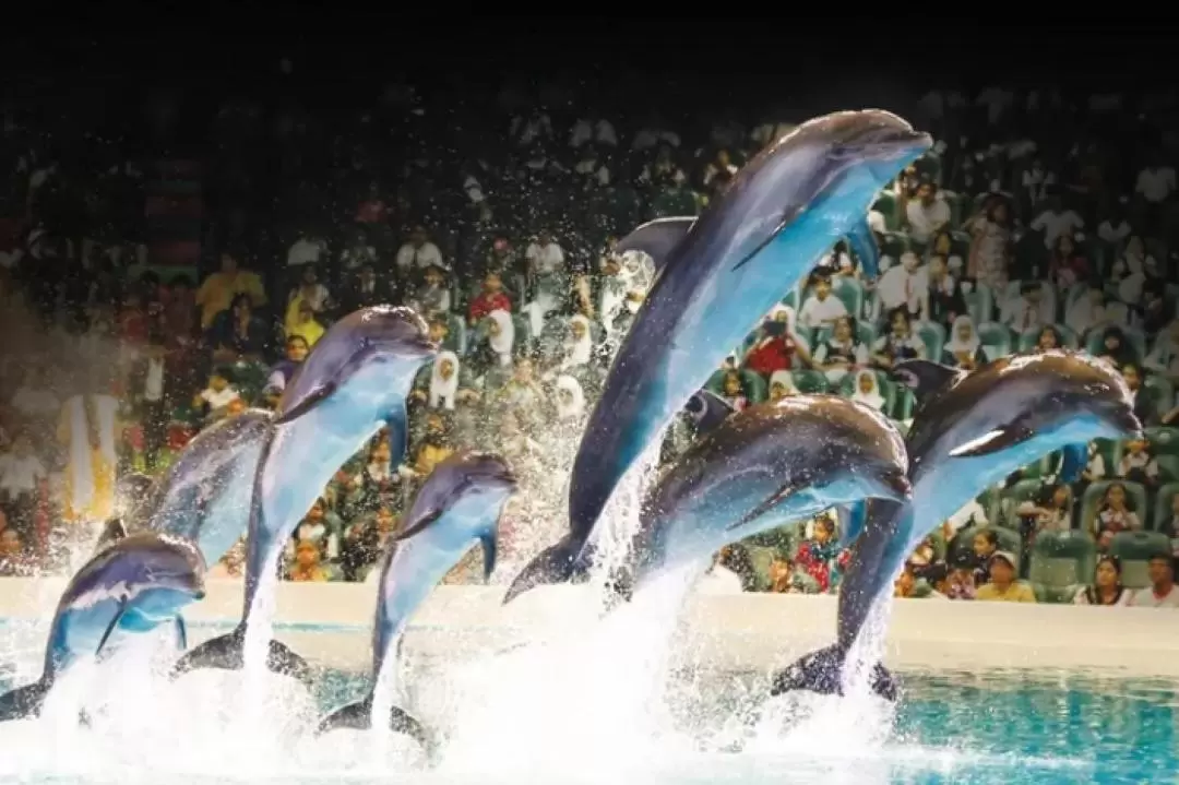 杜拜海豚館門票