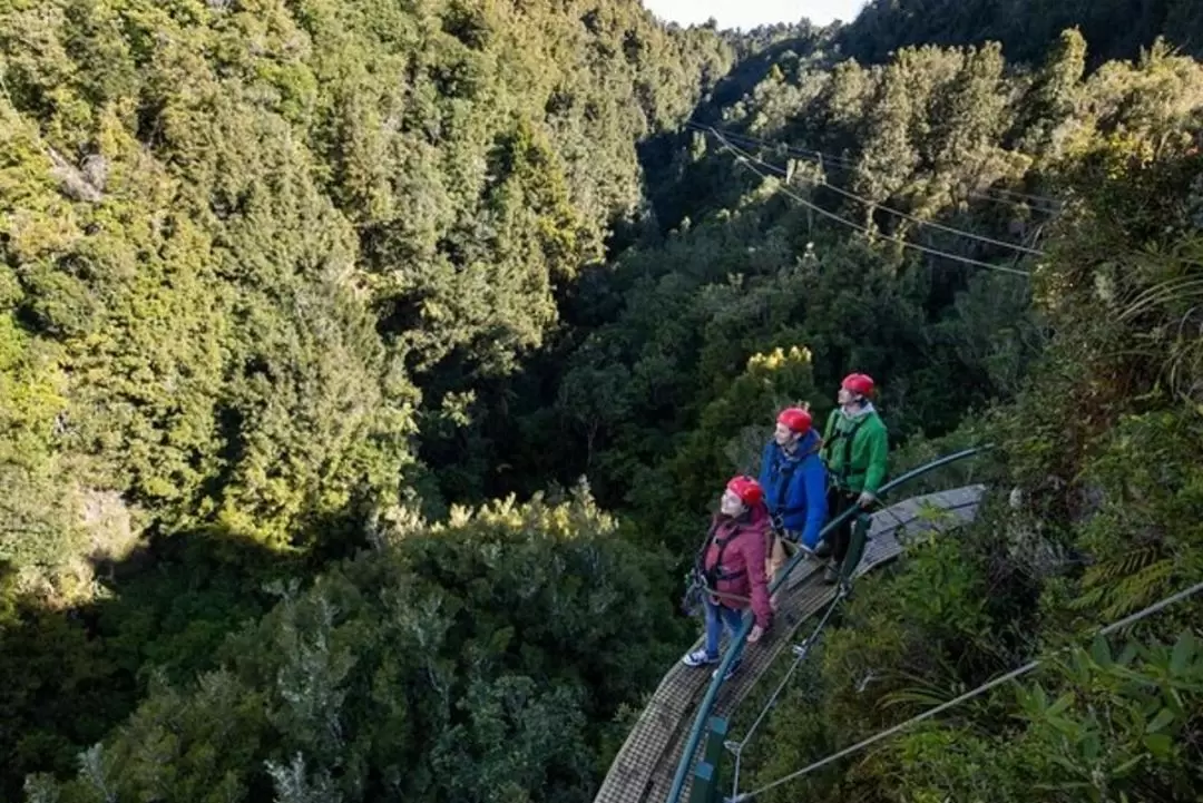 奧克蘭終極樹冠私人探險體驗