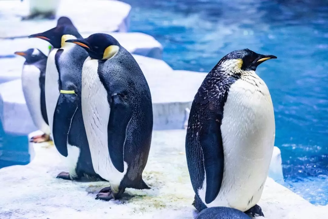 上海海昌海洋公園 入園チケット