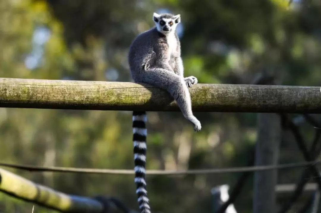 莫戈野生動物園門票