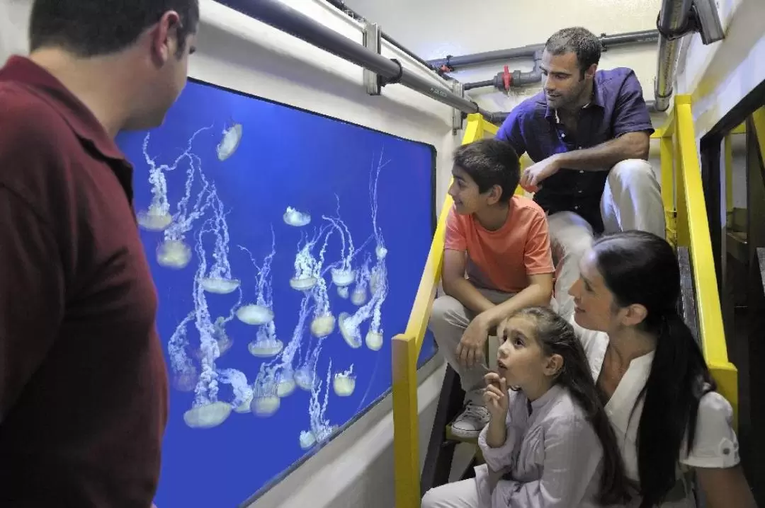Fish Tales Tour At The Lost Chambers Aquarium Dubai