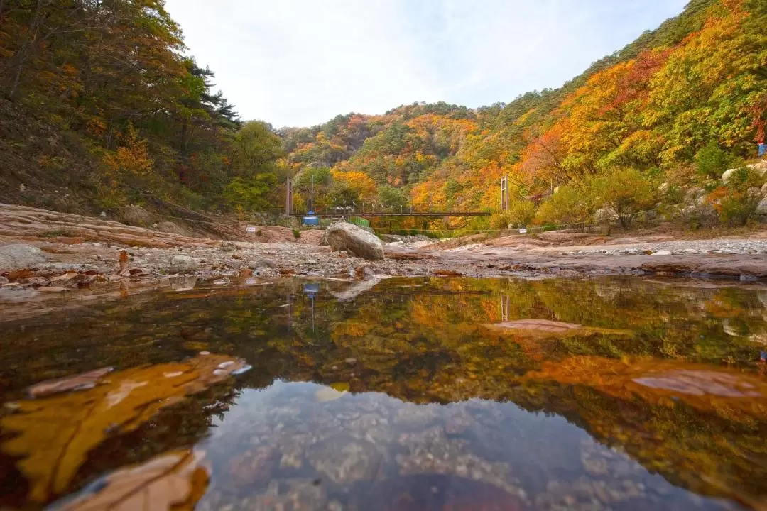 Mt. Seorak & The Tallest Ginko Tree at Yongmunsa