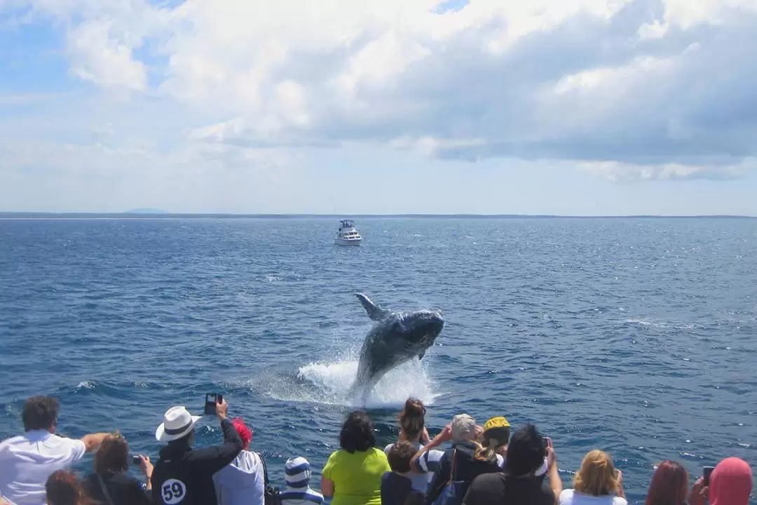 Jervis Bay Whale Watching Cruise