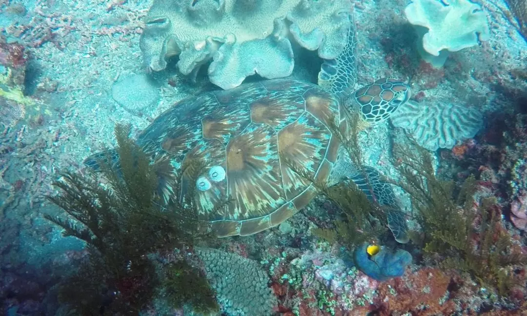 【需潛水證照】峇里島休閒潛水體驗（Bali Diving 提供）