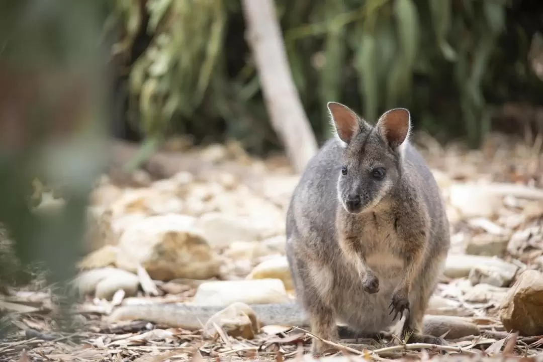 Werribee Zoo Australian Experience