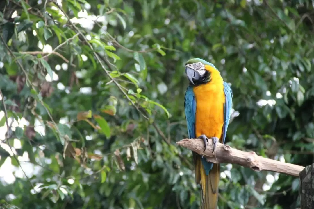 馬來西亞馬六甲動物園門票