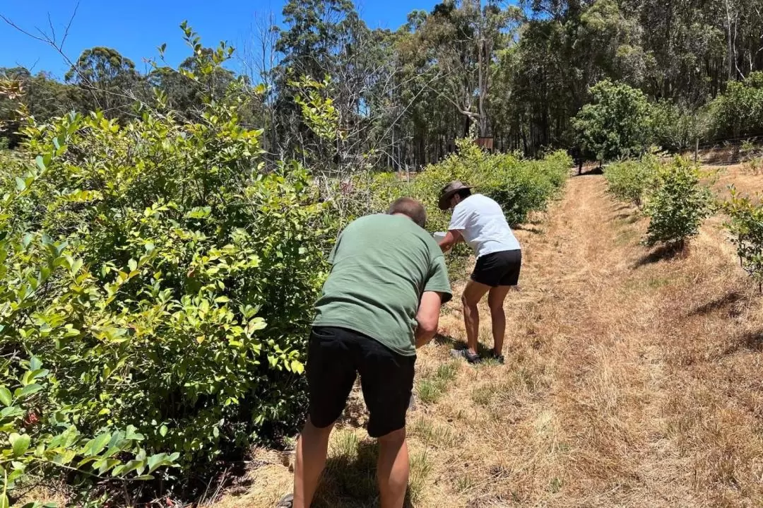 Margaret River Half Day Food & Farm Tour