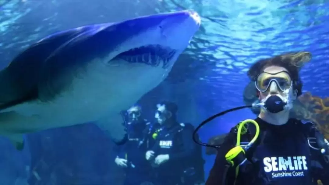 陽光海岸 SEA LIFE 水族館與鯊魚共潛體驗