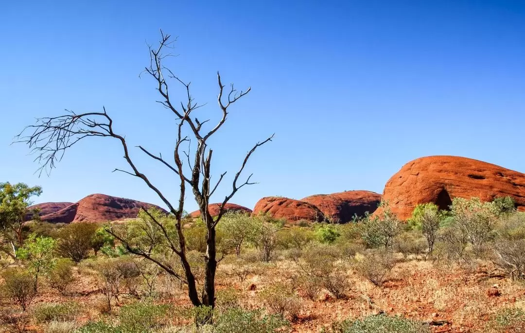 Kata Tjuta Sunrise and Valley of the Winds Guided Tour from Yulara