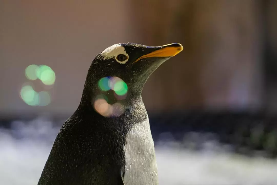 ドバイ水族館・水生生物園 入館チケット