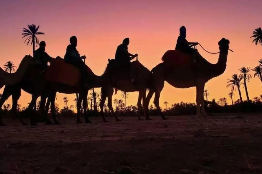 馬拉喀什棕櫚樹林日落騎駱駝