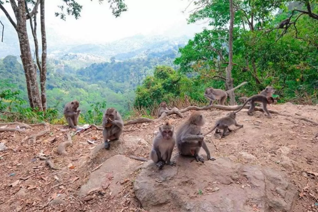 Lombok Waterfalls and Monkey Forest Private Day Tour