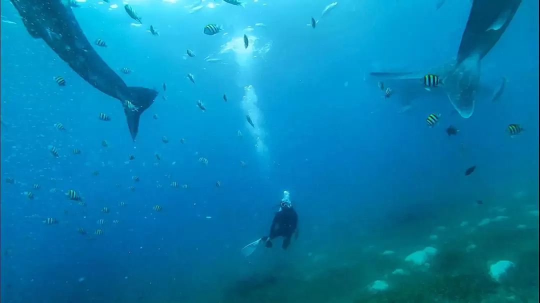 オスロブ ジンベイザメシュノーケリング・バディアン キャニオニング体験（セブ島）