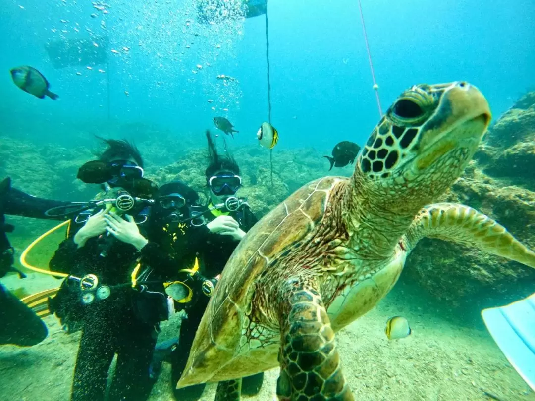Diving Experience in Xiaolliuqiu, Pingtung by Travel Light Bubble Diving Center
