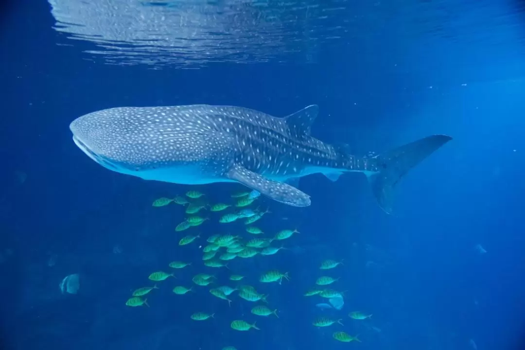 長隆長隆海洋王国（長隆オーシャンキングダムパーク） 入園チケット